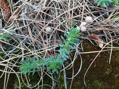 Sedum goldmanii, photographed by Jalil R.