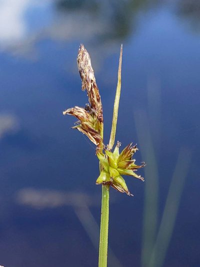 Carex sterilis, photographed by aarongunnar