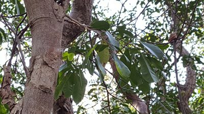Gymnanthes lucida, photographed by Riley Pollom