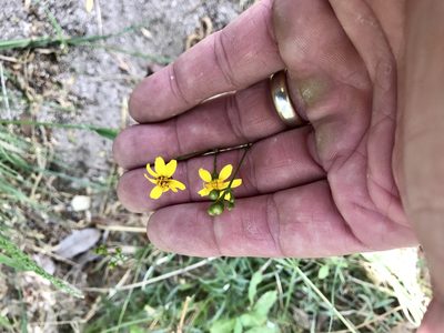 Coreocarpus arizonicus, photographed by CK2AZ
