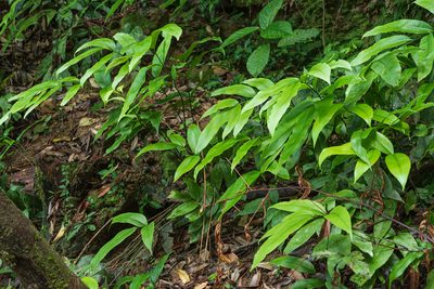 Diplazium lineolatum, photographed by 國立臺灣博物館