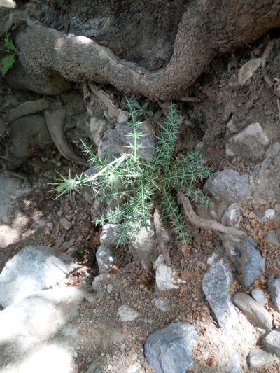 Lamyropsis cynaroides, photographed by Mattia Aaron Miroddi