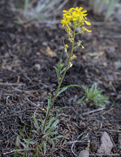 Erysimum perenne, photographed by Tim Messick
