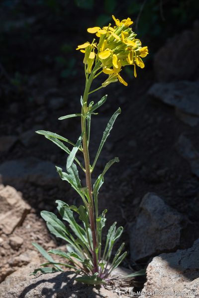 Erysimum perenne, photographed by Tim Messick