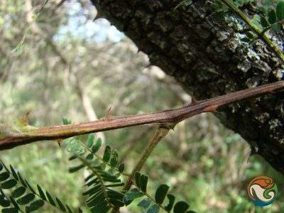 Senegalia subangulata, photographed by Eugenio Padilla