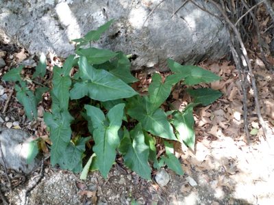 Arum concinnatum, photographed by Mattia Aaron Miroddi