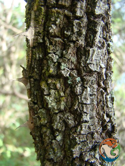 Senegalia subangulata, photographed by Eugenio Padilla