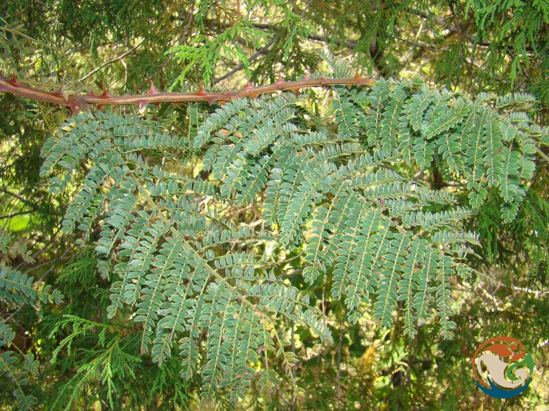 Senegalia subangulata, photographed by Eugenio Padilla