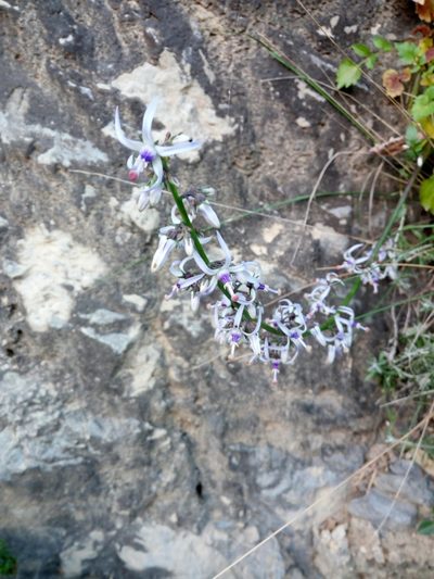 Petromarula pinnata, photographed by Mattia Aaron Miroddi