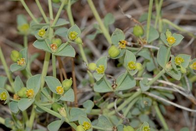 Euphorbia lurida, photographed by desertnaturalist