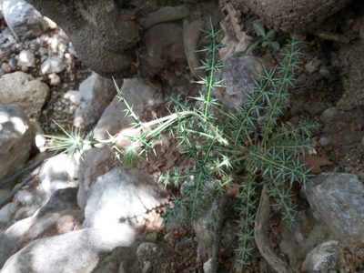 Lamyropsis cynaroides, photographed by Mattia Aaron Miroddi