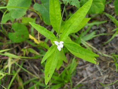 Yeatesia viridiflora, photographed by Alison Northup
