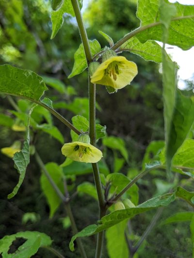 Calliphysalis carpenteri, photographed by Alison Northup