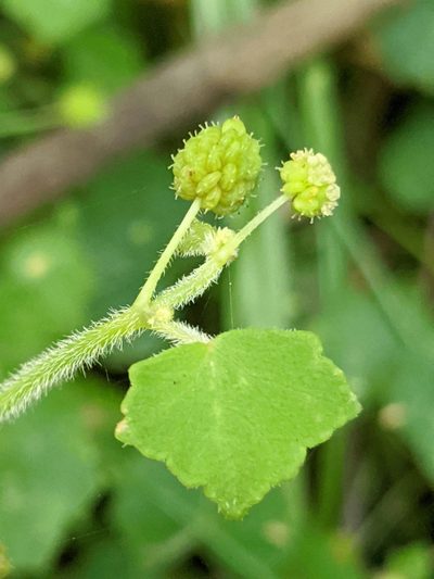 Hydrocotyle bowlesioides, photographed by Alison Northup