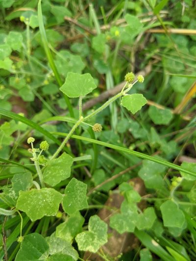 Hydrocotyle bowlesioides, photographed by Alison Northup