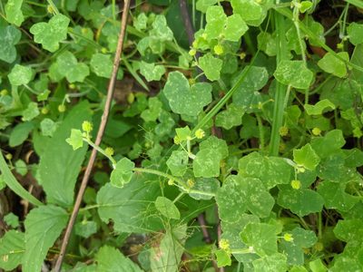 Hydrocotyle bowlesioides, photographed by Alison Northup