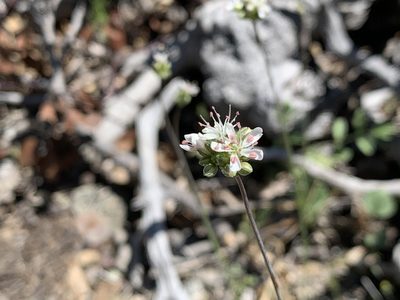 Eremogone congesta, photographed by Leah Gardner