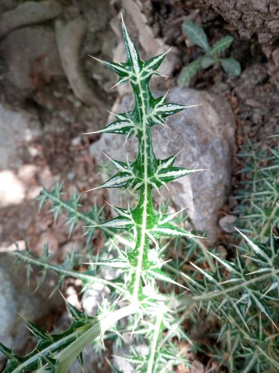 Lamyropsis cynaroides, photographed by Mattia Aaron Miroddi
