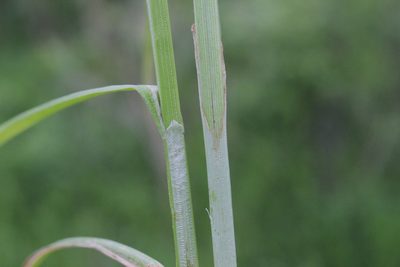 Carex alopecoidea, photographed by Quinten Wiegersma