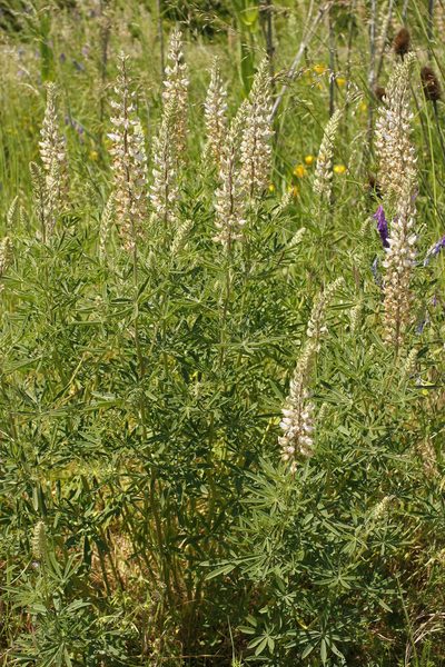 Lupinus albicaulis, photographed by Ed Alverson