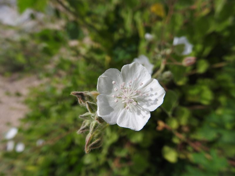 Bastardiastrum gracile, photographed by Alexis López Hernández