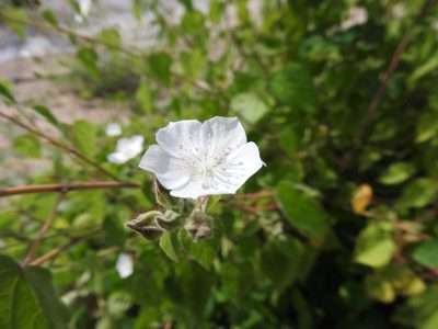 Bastardiastrum gracile, photographed by Alexis López Hernández