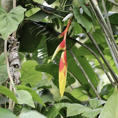 Heliconia rostrata, photographed by Aitor