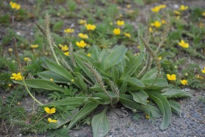 Plantago eriopoda, photographed by Syd Cannings