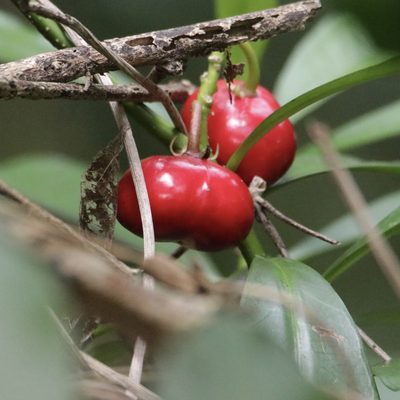 Thevetia ahouai, photographed by Aitor