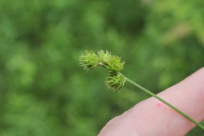 Carex molesta, photographed by Quinten Wiegersma