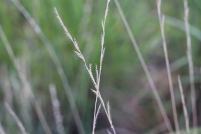 Eriochloa sericea, photographed by Jack Rouse