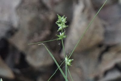 Carex rosea, photographed by Mike B