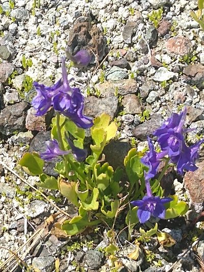 Delphinium uliginosum, photographed by Tom Gulya
