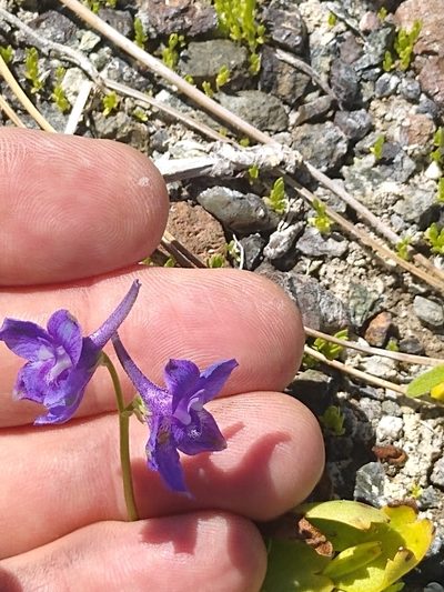 Delphinium uliginosum, photographed by Tom Gulya