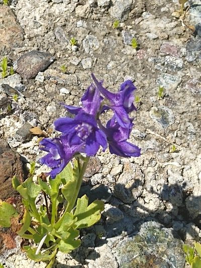 Delphinium uliginosum, photographed by Tom Gulya