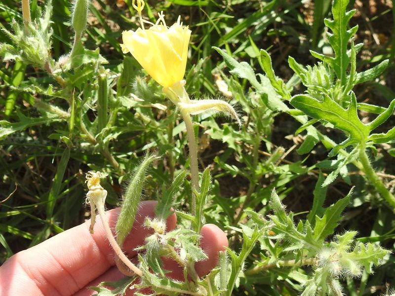 Oenothera grandis, photographed by Sam Kieschnick