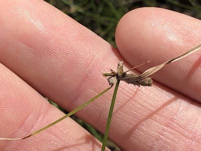 Cyperus gracilis, photographed by Greg Tasney