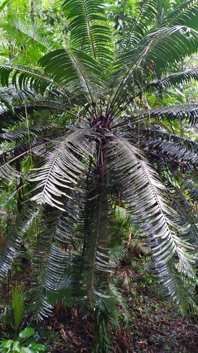 Lepidozamia hopei, photographed by Steve Fitzgerald