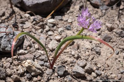 Allium lemmonii, photographed by Tim Messick