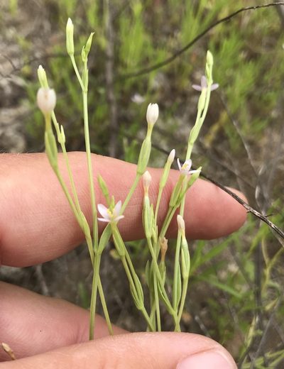 Zeltnera exaltata, photographed by Adam J. Searcy