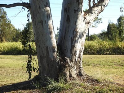 Eucalyptus tereticornis, photographed by Greg Tasney