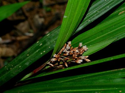 Hypolytrum nemorum, photographed by Jacy Chen