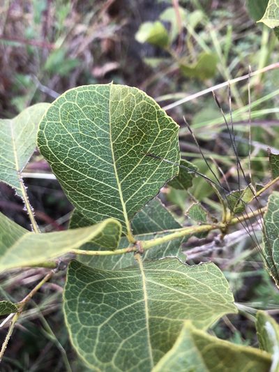Coelospermum reticulatum, photographed by elawrey