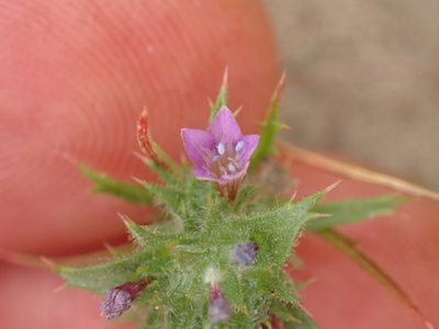 Navarretia atractyloides, photographed by George Williams