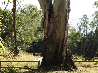 Eucalyptus tereticornis, photographed by Greg Tasney