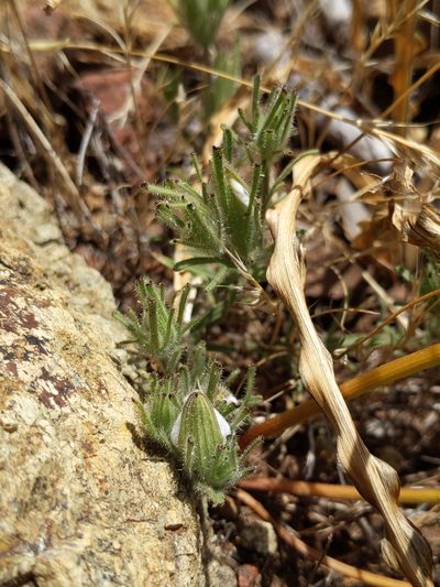 Cordylanthus nidularius, photographed by Ken-ichi Ueda