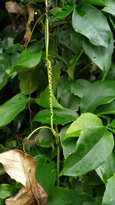 Trichosanthes pentaphylla, photographed by Steve Fitzgerald