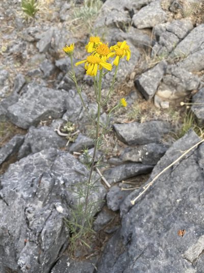 Hymenoxys cooperi, photographed by Matt Berger