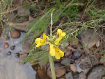 Moraea spathulata, photographed by Mahomed Desai