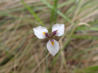 Moraea modesta, photographed by Mahomed Desai